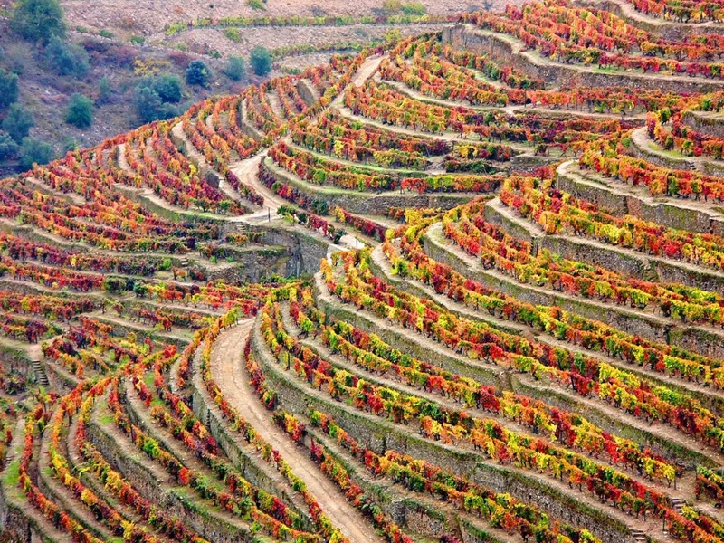 Douro vineyard valley - Portugal tour