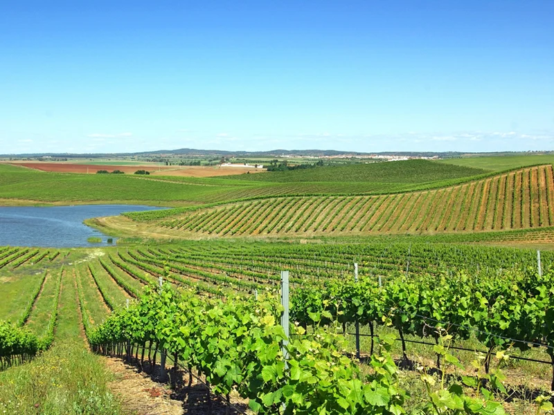 Wine vineyard Alentejo